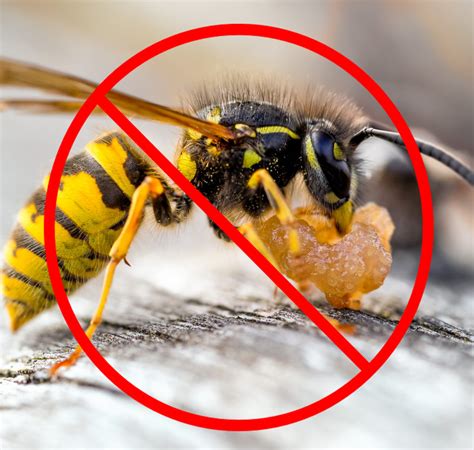 Yellow Jackets Hornets And Wasp Removal Norcal Bees