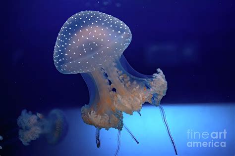 Australian Spotted Jellyfish Photograph By Benny Marty