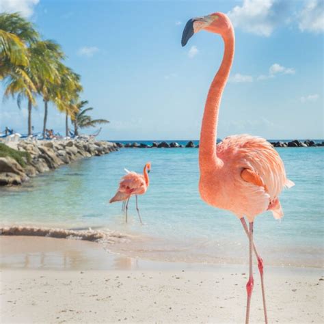 Aruba Flamingo Island Aruba In Three Days Abby S Atlas Renaissance
