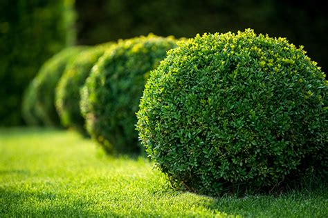 Circle Maintenance Handy tips for picking out hedges