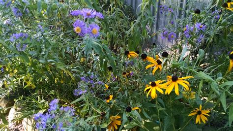 Landscaping with native plants of michigan is designed for beginning and experienced gardeners who want to learn more about michigan's unique. Michigan Wildflower Farm