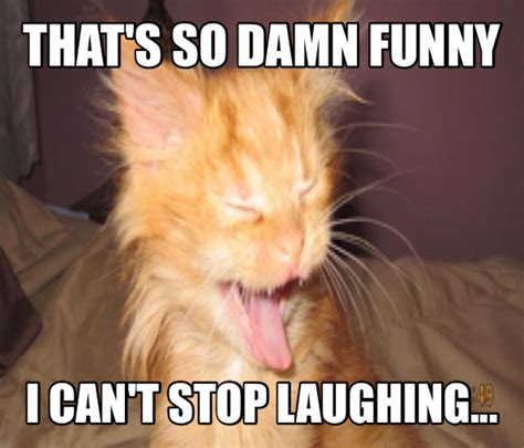 Pin By Susie Slifer On Susies Memes Cat Pics Funny Me Cant Stop