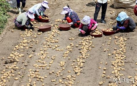 아직 젊은 나이에 대머리가 될까봐 두려우시나요? 포토가뭄 이겨낸 '감자 수확' 한창 - 이투데이