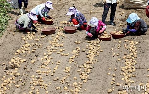 속보 윤호중, 민주당 새 원내대표로…尹 104표 박완주 65표. 포토가뭄 이겨낸 '감자 수확' 한창 - 이투데이