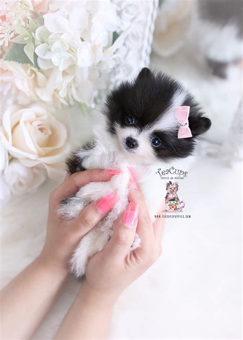 Teacup Pomeranian Puppy For Sale 332 A Teacup Puppies And Boutique