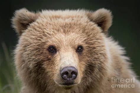 Cute Grizzly Bear Cub Closeup Photograph By Rob Daugherty Pixels