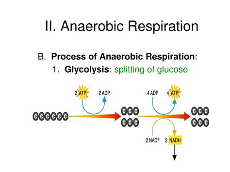 Ppt The Life Process Of Respiration Powerpoint Presentation Free