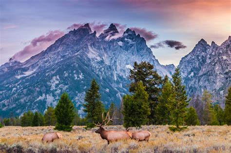 Court Of Appeals Upholds Grand Teton Elk Hunt Sporting Classics Daily