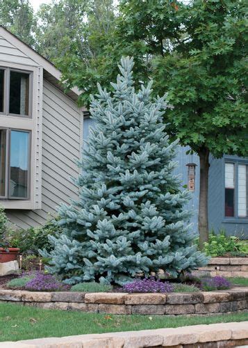 Blue Spruce Bakeri Is A Smaller Version Of A Blue Spruce Blue Tree