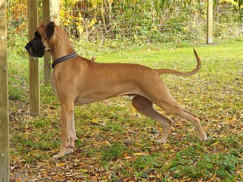 Jens The Great Dane Battled With Thinning Hair And Bald Spots Nutrolin®
