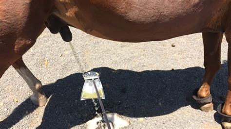 How Often Do Horses Pee New Update Abettes