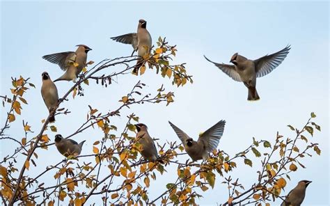 Photographing Birds In Flight Tips For Bird Photography — Espen