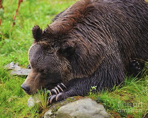 Resting Grizzly Bear Photograph By Timothy Flanigan Fine Art America