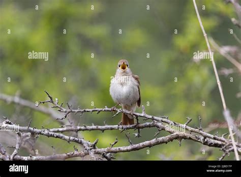 Common Nightingale Luscinia Megarhynchos Adult Male Singing Suffolk