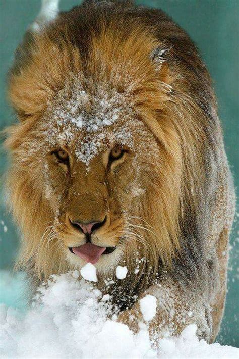 Lion In The Snow Photo By Jutta Kirchner Animals Animals Beautiful