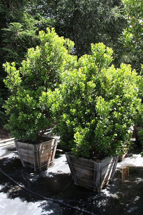 Dense, upright branches hold masses of white flowers followed by red dwarf strawberry tree. Recent Photos of Western Tree Nursery Plants: Arbutus ...