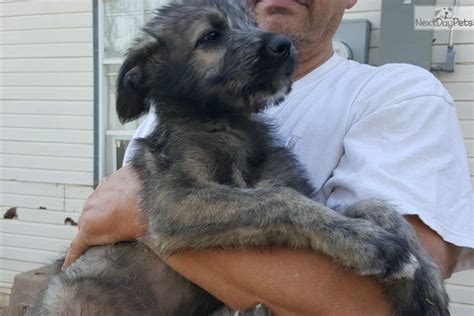 Petland novi has irish wolfhound puppies for sale! Irish Wolfhound puppy for sale near Abilene, Texas. | f007f2ba-8bf1