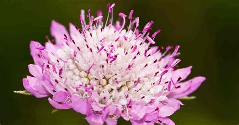 Pincushion Flower Care Growing The Scabiosa Atropurpurea Plant