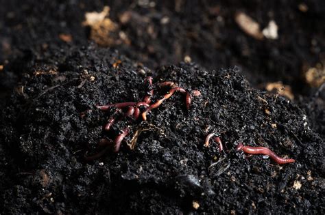 What Are Worm Beds How To Build A Worm Bed In Your Garden