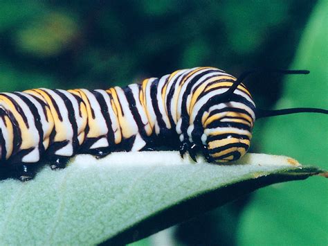 Very different insects evolve the same adaptation to deal ...