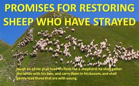 Promises For Restoring Sheep Who Have Strayed John Rasicci