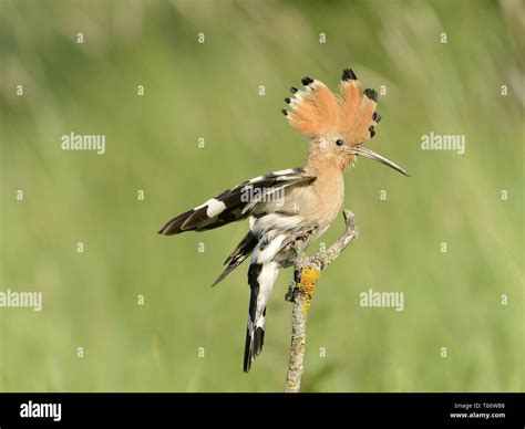 Hoopoe In Flight Stock Photo Alamy