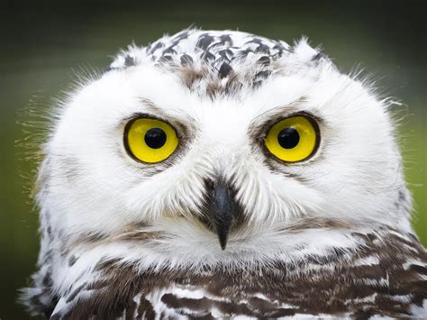 Snowy Owl Bird Facts Bubo Scandiacus Birdfact