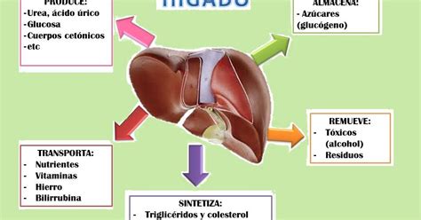 El Higado y Nuestra Salud