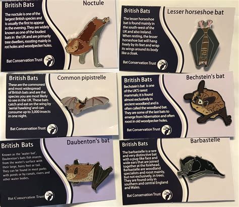 Pin Badge Boxes And Donation Tins Fundraise For Bats Bat