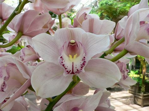 Cymbidium orchid hybrids produce up to 30 flamboyant and sometimes fragrant blooms on a single produce large, attractive flowers that come in many different colors. Flower Homes: Cymbidium Orchids Flowers