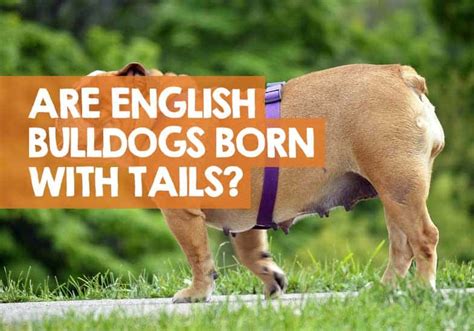 I use witch hazel to clean it out, then i dry it out with a paper towel. Are English Bulldogs Born with Tails? Or Are They Docked?