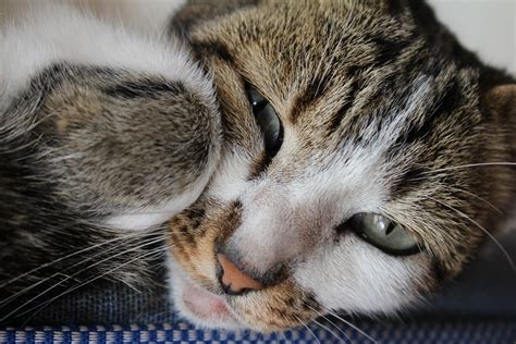 Free Images Animal Cute Pet Kitten Feline Rest Yawn Nap Close