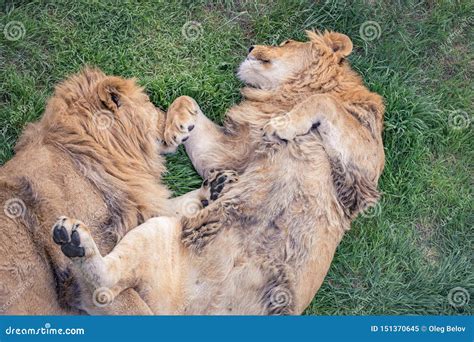 Young Lions Are Sleeping On Their Backs Lying On The Green Grass Stock