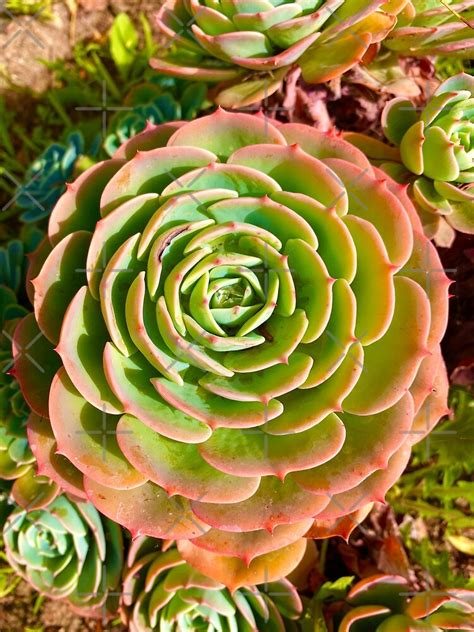 Freeform Green And Pink Cactus Succulents Poster For Sale By