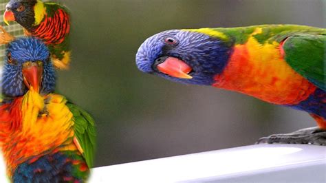 Rainbow Lorikeet Bird Parrot Dancing After Eating Sugarcane Lorikeet