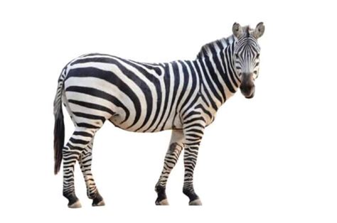 Zebra Spirit Animal Symbolism And Meaning