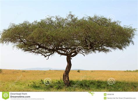 Acacia Tree In Africa Stock Photo Image Of Serengeti 20638768