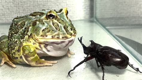 Frog Eating Bug