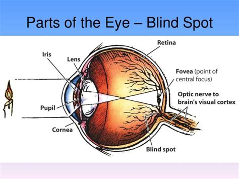 Ppt The Visual System The Structure Of The Visual System Powerpoint