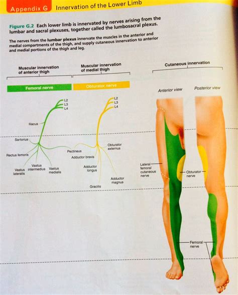 Lower Limb Innervation Human Anatomy And Physiology Marieb Human