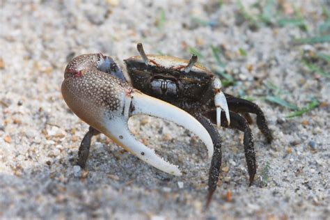 Sand Fiddler Crab Learn With The South Carolina Aquarium