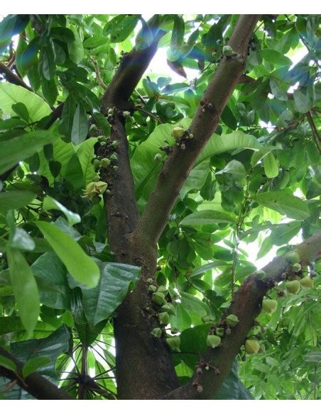 We did not find results for: Soursop fruit (Annona muricata) Rare tropical fruit Trees ...