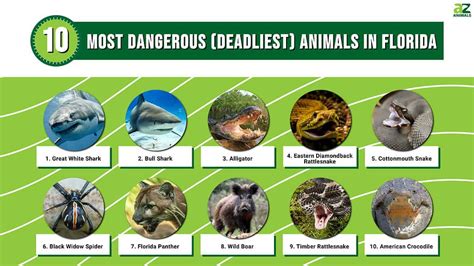 Discover The 10 Most Dangerous Deadliest Animals In Florida A Z Animals