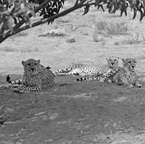 Studying The Reproduction And Reproductive Behavior Of Cheetahs Has