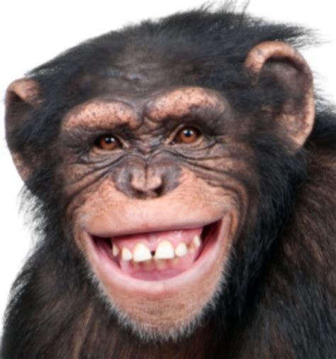 List 100 Pictures Funny Photos Of Monkeys Stunning
