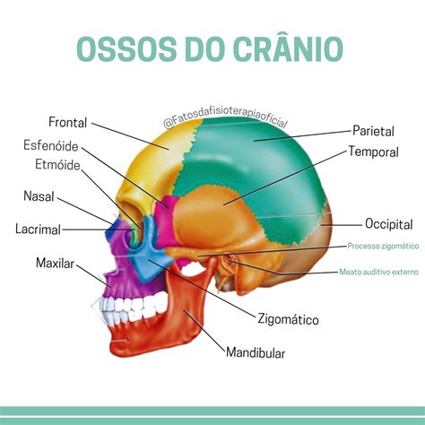 Vista Posterior Do Crânio