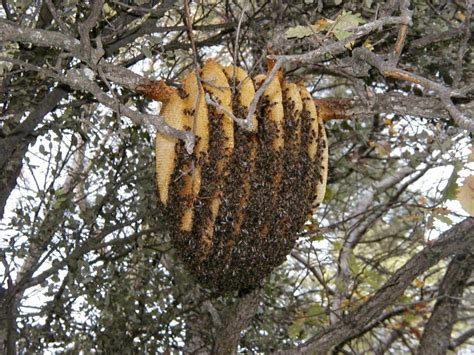 The Sun Hive A Majestically Beautiful Bee Hive That Could Save The Honey Bees Off Grid World