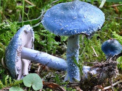 Світ грибів України Stropharia Caerulea