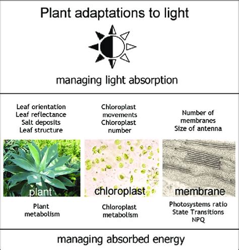 Multilevel Strategies Of Plant Adaptations To The Light Environment