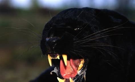 Informationen und bilder über löwen, tiger, leoparden und geparde. Schwarzer Puma als Haustier - so etwas wie ne Riesen Katze ...